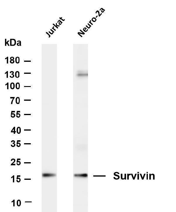 Various whole cell lysates were separated by 4-20% SDS-PAGE, and the membrane was blotted with anti-Survivin antibody