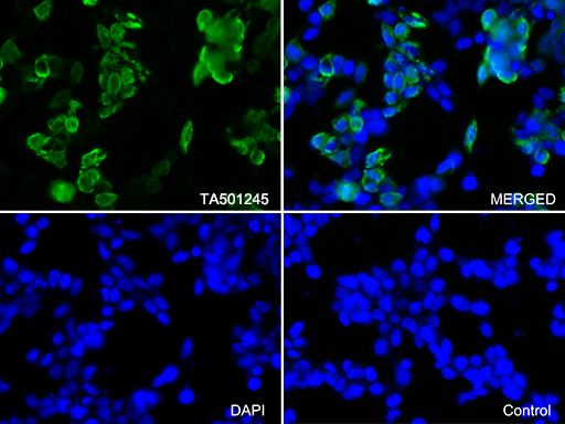 Immunofluorescent staining of 293T cells transfected by pCMV6-ENTRY BIRC5 using anti-BIRC5 antibody (M00379/green