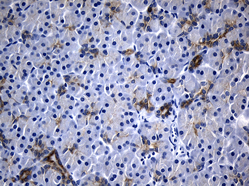 Immunohistochemical staining of paraffin-embedded Human pancreas tissue within the normal limits using anti-IL2 mouse monoclonal antibody
