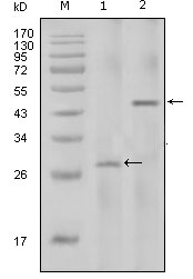 m00387 il2 primary antibodyes wb testing 1