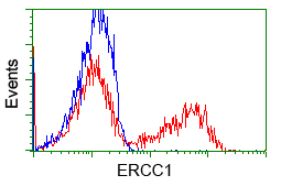 HEK293T cells transfected with either pCMV6-ENTRY ERCC1 (Red) or empty vector control plasmid (Blue) were immunostained with anti-ERCC1 mouse monoclonal (M00388-1