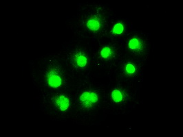 Anti-ERCC1 mouse monoclonal antibody (M00388-1) immunofluorescent staining of COS7 cells transiently transfected by pCMV6-ENTRY ERCC1