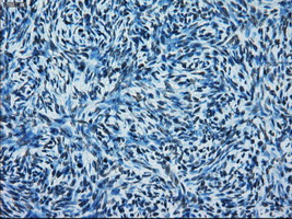 m00388 1 anti ercc1 mouse monoclonal antibody clone id oti1a3 ihc testing 2