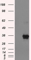 m00388 1 anti ercc1 mouse monoclonal antibody clone id oti1a3 wb testing 1