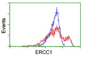 HEK293T cells transfected with either ERCC1 (Myc-DDK-tagged) overexpress plasmid (Red) or empty vector control plasmid (Blue) were immunostained by anti-ERCC1 antibody (M00388-2)