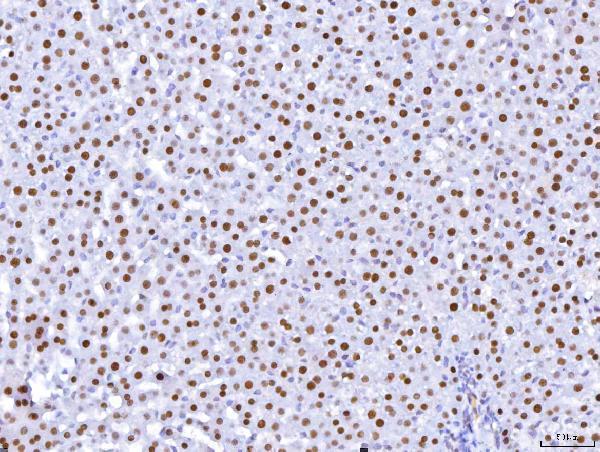  IHC analysis of HNF-4-alpha using anti-HNF-4-alpha antibody (M00389-2)