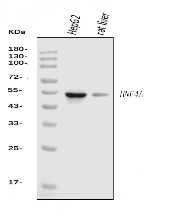  Western blot analysis of HNF-4-alpha using anti-HNF-4-alpha antibody (M00179-1)