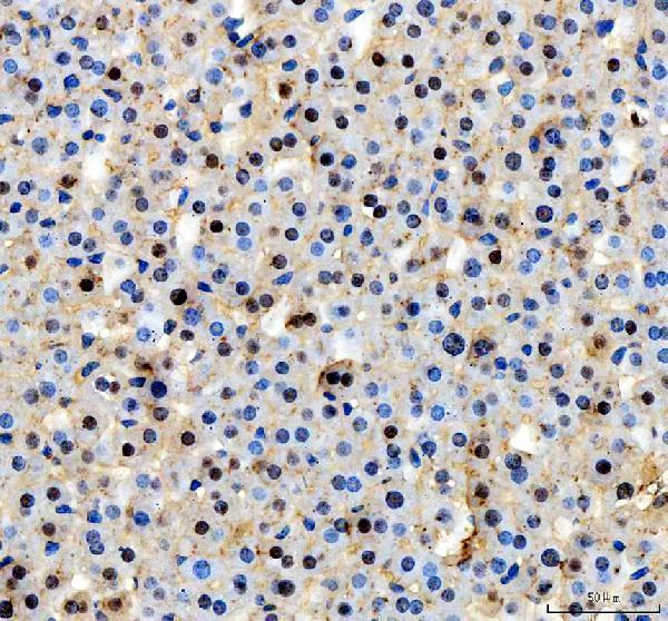 m00389 3 hnf4a primary antibodies ihc testing 3