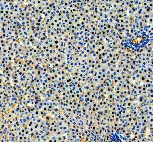 m00389 3 hnf4a primary antibodies ihc testing 4
