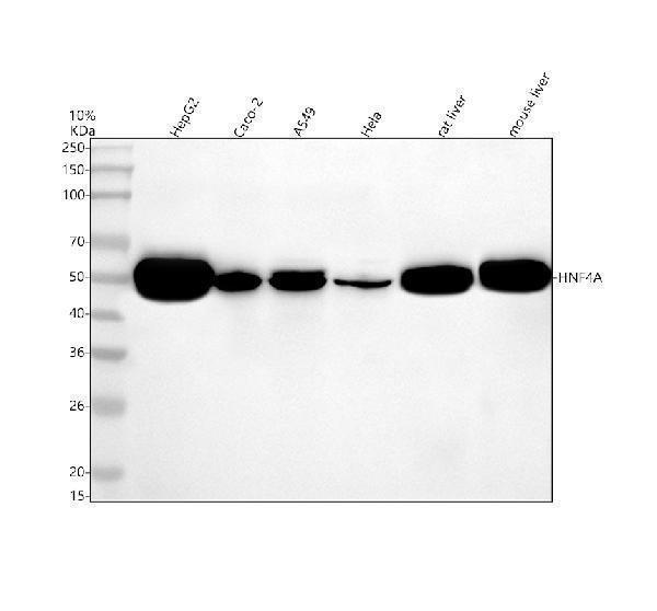 Western blot analysis of HNF4A using anti-HNF4A antibody (M00389-3)