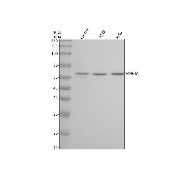  Western blot analysis of HNF-4-Alpha using anti-HNF-4-Alpha antibody (M00389-4)