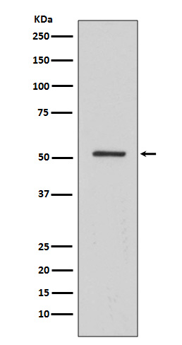Western blot analysis of HNF-4-alpha expression in A549 cell lysate