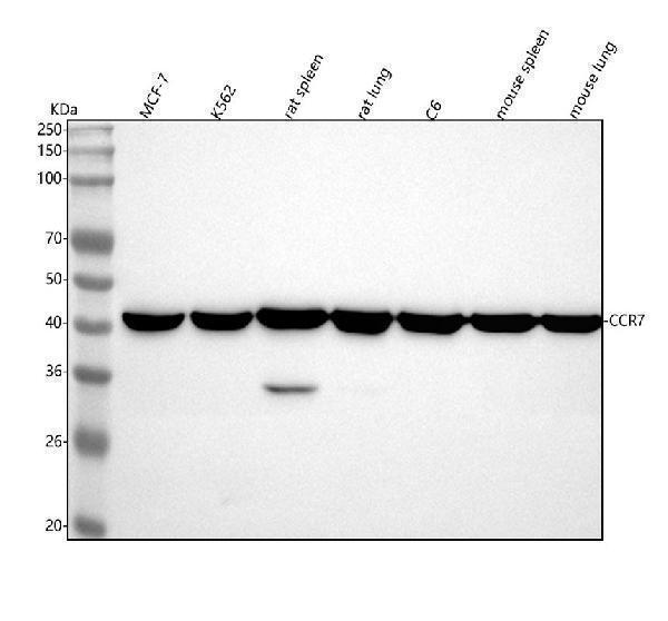 m00390 ccr7 primary antibodies wb testing 1