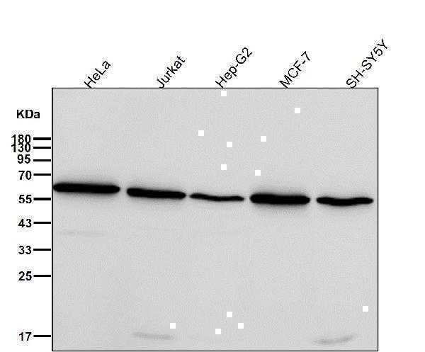 All lanes use the Antibody at 1:1000 dilution for 1 hour at room temperature