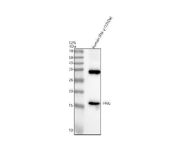 Western blot analysis of IFNG using anti-IFNG antibody (M00393-1)