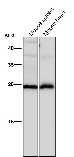 All lanes use the Antibody at 1:1k dilution for 1 hour at room temperature