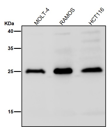 m00393 1 wb9