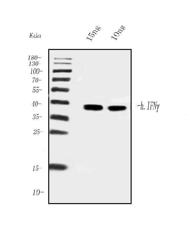  Western blot analysis of IFN Gamma using anti-IFN Gamma antibody (M00393-4)