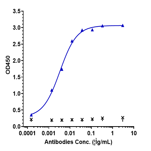 Immobilized human IFN 污 His at4 &mug/mL can bind Anti-IFNg Reference Antibody (AMG 811)