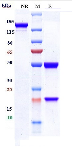 Anti-IFNg Reference Antibody (emapalumab) on SDS-PAGE under reducing (R) condition