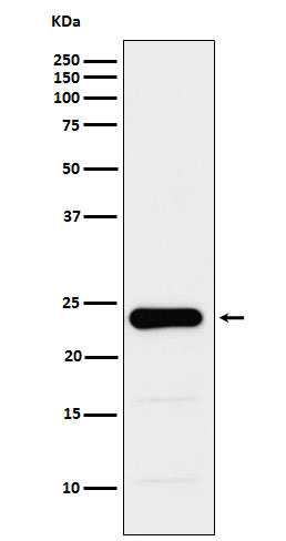 Western blot analysis of GST3 / GST pi expression in PC3 cell lysate