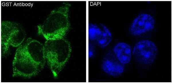 Immunofluorescent analysis of 293 cells, using GST Antibody 