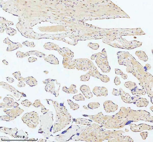 m00397 53bp1 primary antibodies ihc testing 14