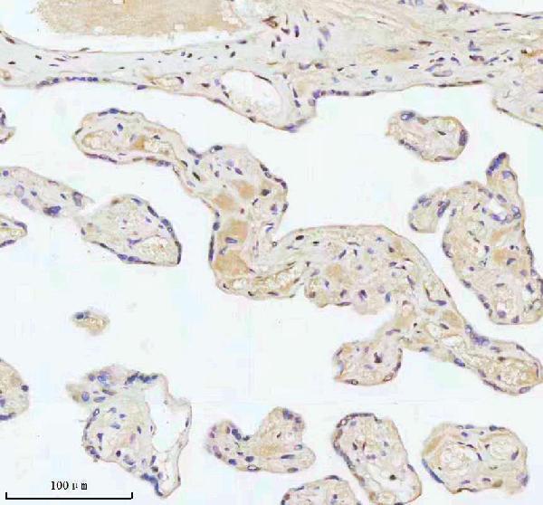 m00397 53bp1 primary antibodies ihc testing 15