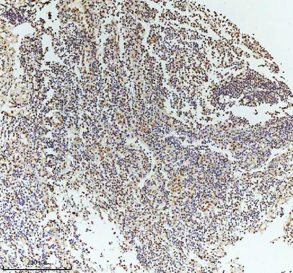 m00397 53bp1 primary antibodies ihc testing 16