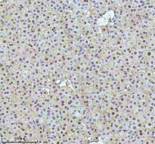 m00397 53bp1 primary antibodies ihc testing 19