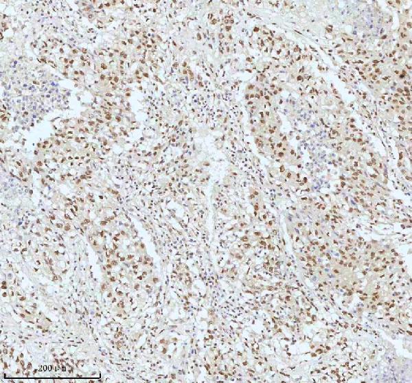 m00397 53bp1 primary antibodies ihc testing 2