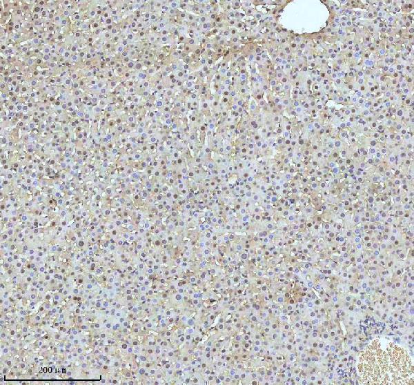 m00397 53bp1 primary antibodies ihc testing 20