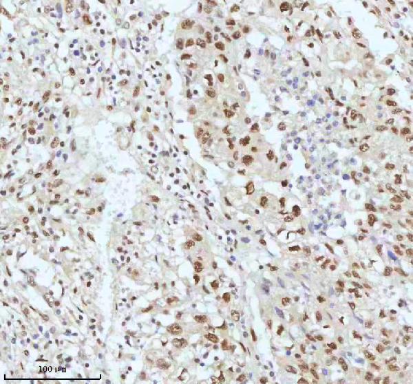 m00397 53bp1 primary antibodies ihc testing 3