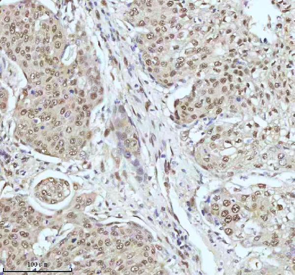 m00397 53bp1 primary antibodies ihc testing 5