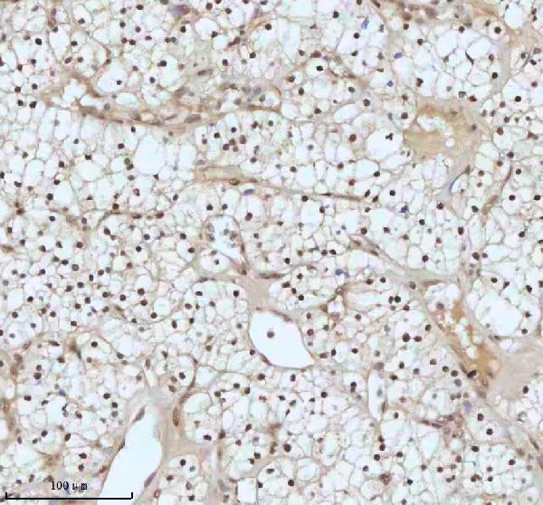 m00397 53bp1 primary antibodies ihc testing 7