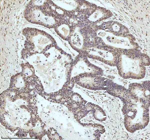 m00397 53bp1 primary antibodies ihc testing 8