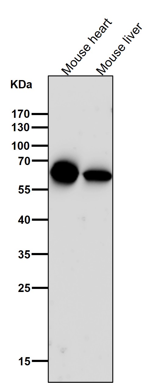 All lanes use the Antibody at 1:3W dilution for 1 hour at room temperature