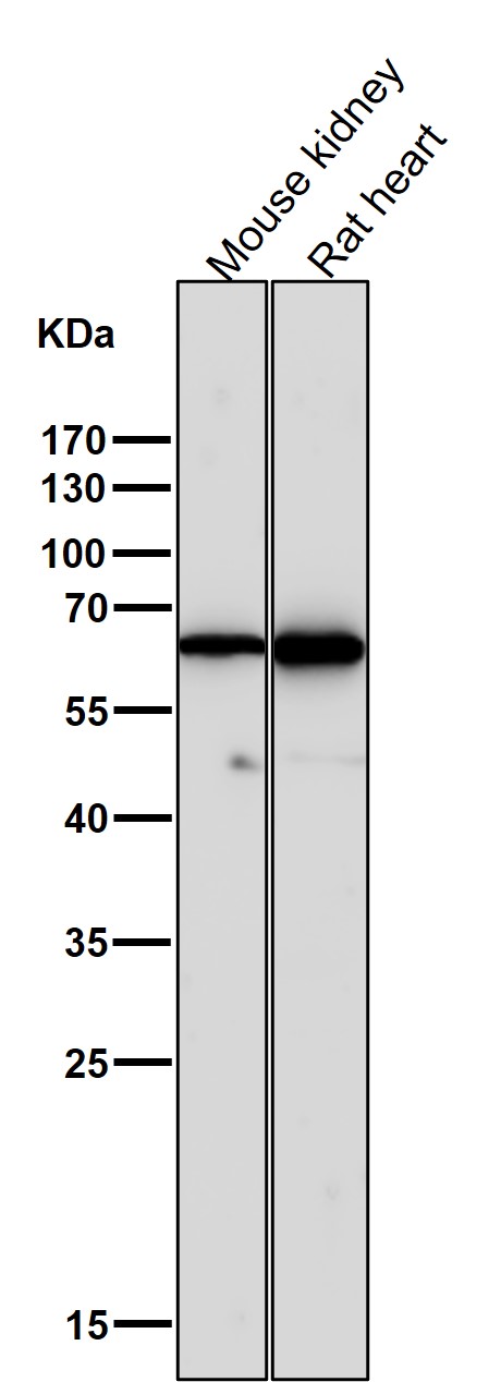 All lanes use the Antibody at 1:3W dilution for 1 hour at room temperature