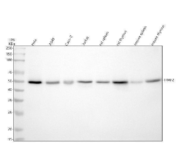 m00400 traf2 primary antibodies wb testing 1