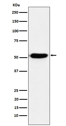 m00401 2 wb
