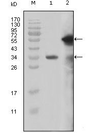 m00402 kmt2a primary antibodyes wb testing 1