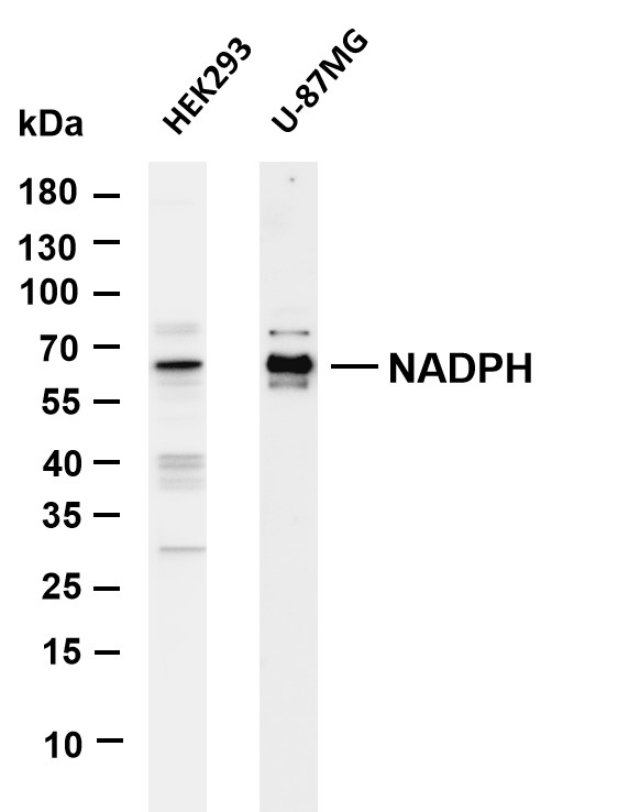Various whole cell lysates were separated by 4-20% SDS-PAGE, and the membrane was blotted with anti-NADPH antibody
