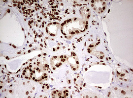 m00406 anti fbxw7 mouse monoclonal antibody clone id oti6f5 ihc testing 10