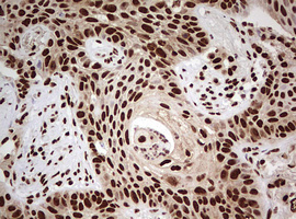 m00406 anti fbxw7 mouse monoclonal antibody clone id oti6f5 ihc testing 2