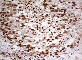 m00406 anti fbxw7 mouse monoclonal antibody clone id oti6f5 ihc testing 3