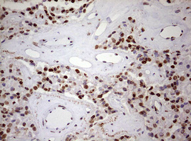 m00406 anti fbxw7 mouse monoclonal antibody clone id oti6f5 ihc testing 4