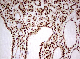 m00406 anti fbxw7 mouse monoclonal antibody clone id oti6f5 ihc testing 6