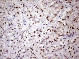 m00406 anti fbxw7 mouse monoclonal antibody clone id oti6f5 ihc testing 7