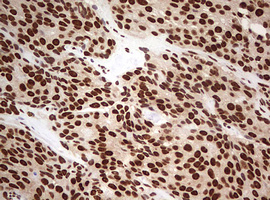 m00406 anti fbxw7 mouse monoclonal antibody clone id oti6f5 ihc testing 8