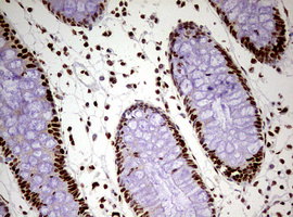 m00406 anti fbxw7 mouse monoclonal antibody clone id oti6f5 ihc testing 9